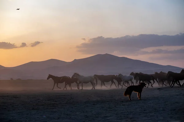 Wild horses run in foggy at sunset. Wild horses are running in dust. Near Hormetci Village, between Cappadocia and Kayseri, Turkey