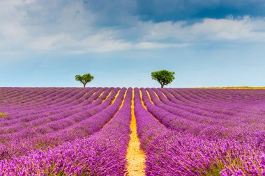 Fransa 'nın Provence kentindeki Valensole' daki Lavanta Tarlasında Alacakaranlık