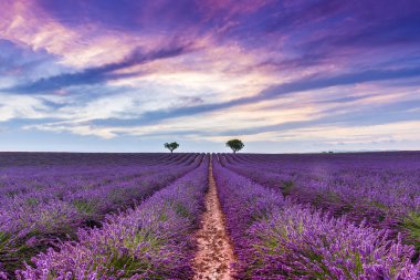 Fransa 'nın Provence kentindeki Valensole' daki Lavanta Tarlasında Alacakaranlık