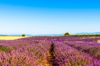 Fransa 'nın Provence kentindeki Valensole' da lavanta tarlası