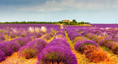 Fransa 'nın Provence kentindeki Valensole' da lavanta tarlası