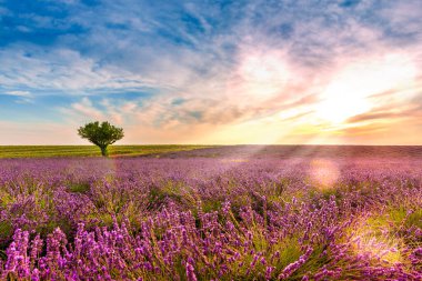 Fransa 'nın Provence kentindeki Valensole' daki Lavanta Tarlasında Alacakaranlık