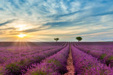 Fransa 'nın Provence kentindeki Valensole' daki Lavanta Tarlasında Alacakaranlık