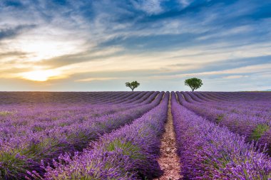 Fransa 'nın Provence kentindeki Valensole' daki Lavanta Tarlasında Alacakaranlık