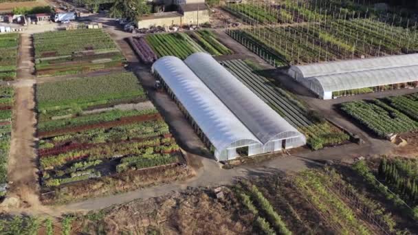 Flygfoto Panoramautsikt Över Plantskola Sommarmorgon Herault Occitanie Frankrike — Stockvideo