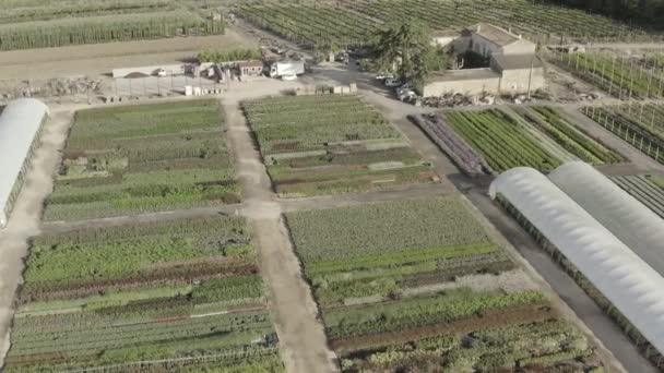 Flygfoto Panoramautsikt Över Plantskola Sommarmorgon Herault Occitanie Frankrike — Stockvideo