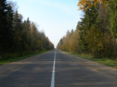 Ormanda sonbahar yolu