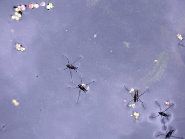 Göletin yüzeyinde birkaç su şeridi var.