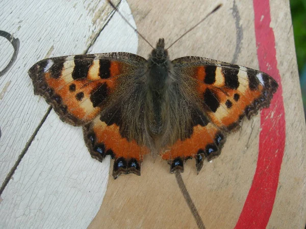 Pequena Tartaruga Aglais Urticae Bordo — Fotografia de Stock