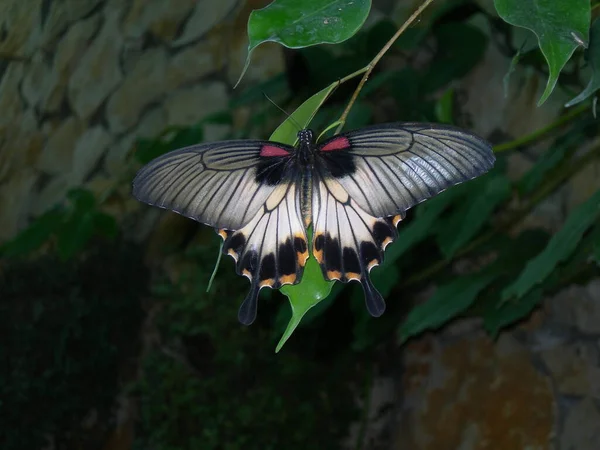나비는 — 스톡 사진