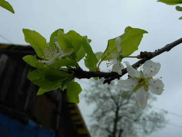 Blommande Plommon Våren — Stockfoto