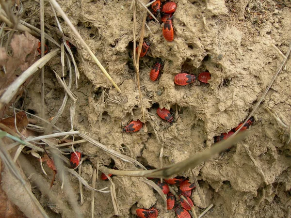 Několik Pyrhocoris Apterus Mezi Kořeny Stromů Jsou Mrazivé — Stock fotografie