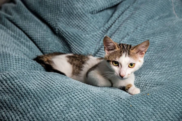 Mignon Chaton Avec Des Yeux Jaunes Sur Canapé — Photo