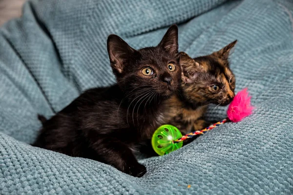 Deux Mignons Chatons Foncés Sur Canapé — Photo