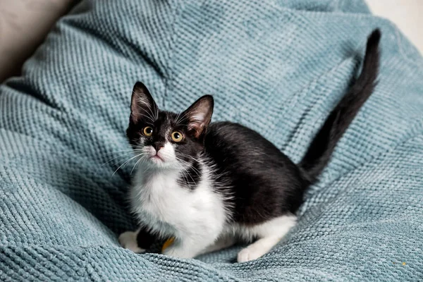 Mignon Chaton Noir Blanc Avec Des Yeux Jaunes Sur Canapé — Photo