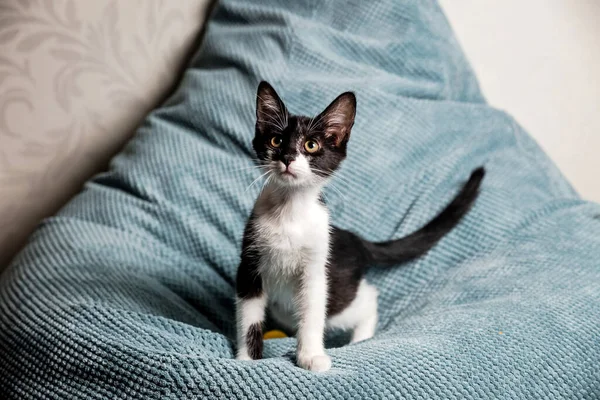 Mignon Chaton Noir Blanc Avec Des Yeux Jaunes Sur Canapé — Photo