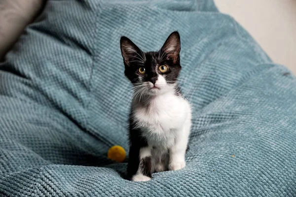 Mignon Chaton Noir Blanc Avec Des Yeux Jaunes Sur Canapé — Photo