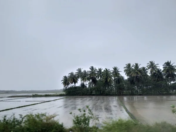 Açık Gökyüzü Arkaplanında Hindistan Cevizi Ağacı ile Paddy Field