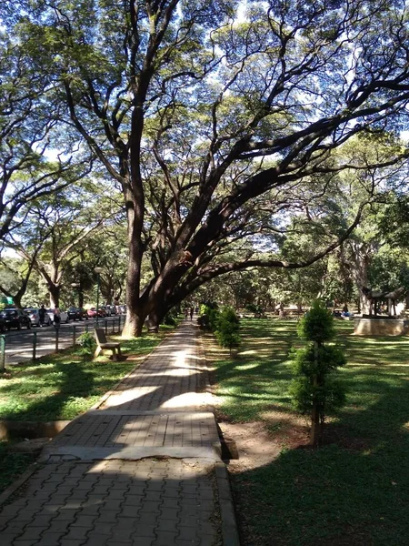Bu fotoğraf öğleden sonra parkta çekildi. Ağaçların arasından az miktarda güneş ışığı geçti..