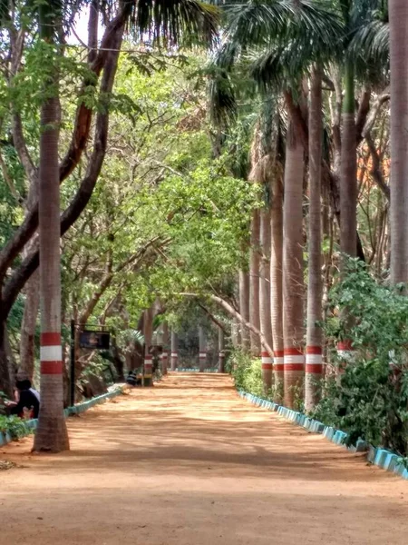 Bu resim Mysore 'daki kuş ağılında çekildi. Önünde boş bir yol var. 