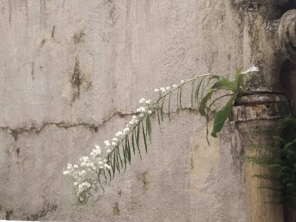 Resim, bitkinin banyo borusunda yetiştiği dikey bir duvarda çekildi. Dikkatimi çekti. Çiçekler parlıyordu.