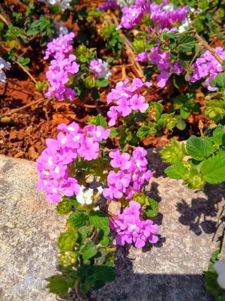 Pembe çiçek, alışveriş merkezinin dışındaki beton levha yüzeyinde büyüdü.