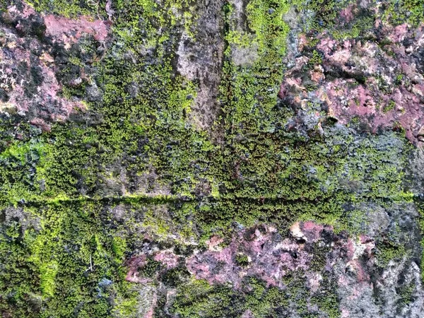 Bu, Mangalore 'da yağıştan sonra en sık görülen manzara.