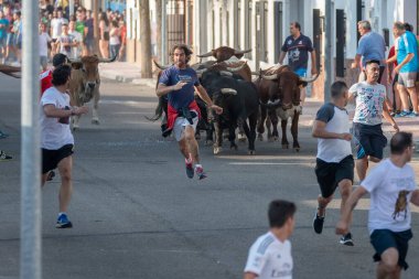 Toledo, İspanya, Ağustos, 24, 2018, Toledo köyündeki festival sırasında erkekler sokakta boğalarla koşar.