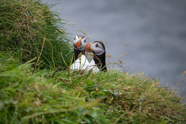 Pár Atlanti Puffin Más Néven Közös Puffin Csókolóznak — Stock Fotó