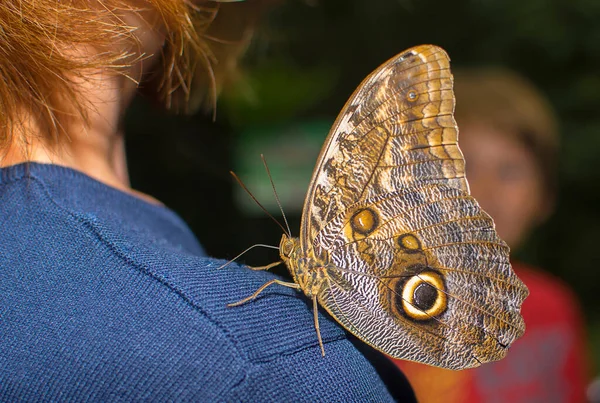 A big beautiful colorful butterfly on a girl\'s shoulder