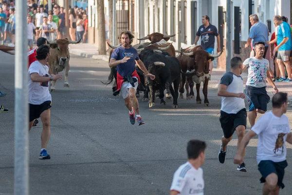 Toledo, İspanya, Ağustos, 24, 2018, Toledo köyündeki festival sırasında erkekler sokakta boğalarla koşar.