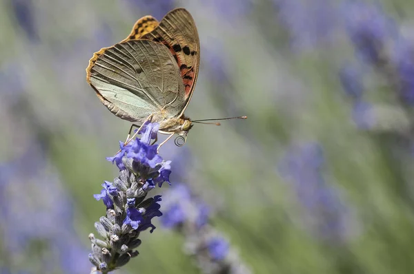 風で動くラベンダーの花の上に蝶 多くの色と焦点を当てていない背景を持つ春 — ストック写真