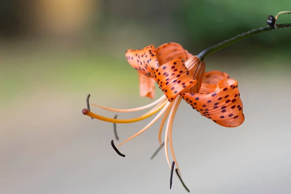 macro of a very beautiful tiger lily from the palm island of Spain. concept of nature, beauty, macro