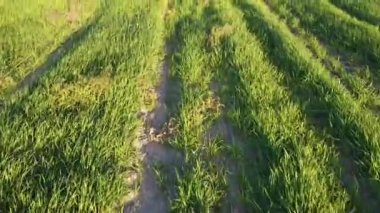 İnsansız hava aracı çimlerin üzerinde bir hava uçağı kaydediyor. Özgürlük, tarla, tarım, çiftlik kavramı