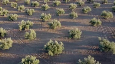 İHA 'lar sıra sıra İspanya' da zeytin sahasında uçuyor. Tarım, özgürlük, uçma, hava kavramı