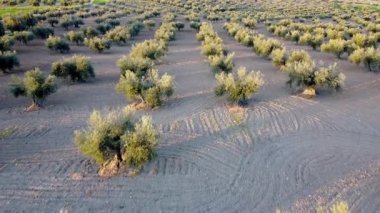 İspanya 'daki zeytin tarlasında uçan İHA' lar sahada çizgiler çiziyor. Tarım, özgürlük, uçma, hava