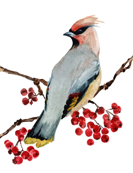 Hvitfarget Waxwing Håndmalt Illustrasjon Hvit Bakgrunn – stockfoto