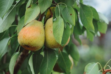 Bir ağacın dalı ile birkaç Olgun kırmızı armut armut