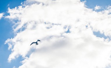 Kuş (martı) gökyüzünde beyaz bir buluta karşı uçar