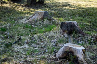 Ormanda üç yaşlı kütük duruyor.