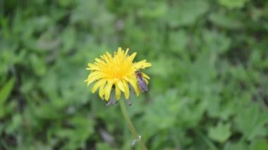Bir arı, çayırda yetişen sarı bir karahindiba çiçeğinin üzerinde oturur. Arkaplan bulanık.