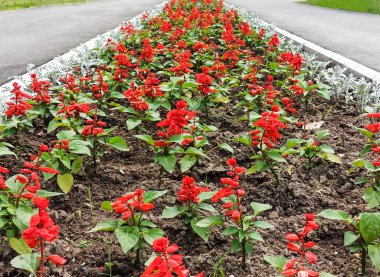 Parkta kırmızı çiçekli uzun çiçek tarhı. Kaldırımın yanında.