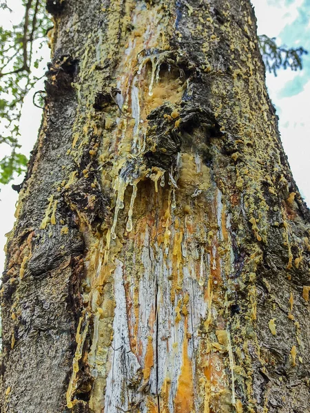 Bright Yellow Drops Pine Resin Flow Dark Background Tree Bark — Stock Photo, Image