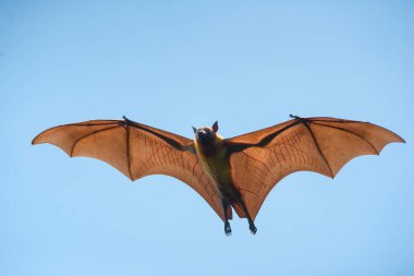 Bat flying on blue sky background ,Lyle's flying fox