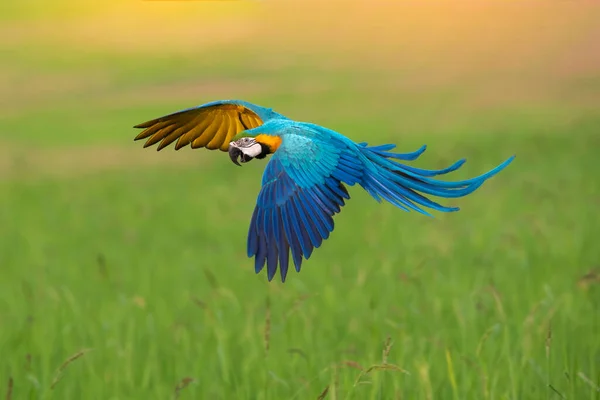 Ara Blu Oro Che Vola Sfondo Verde Bellissimo Uccello — Foto Stock