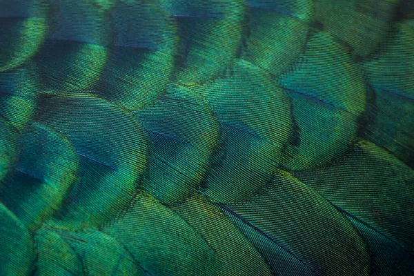 Closeup peacock feathers for beautiful background