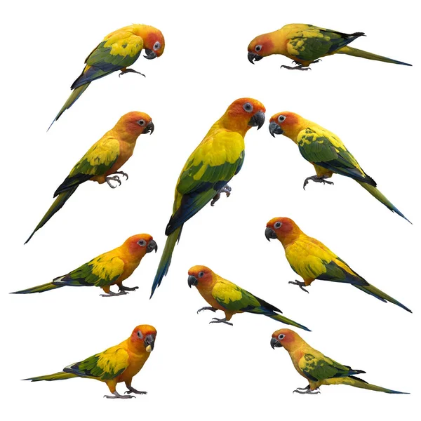 Collection Sun Conure Birds Isolated White Background — Stockfoto