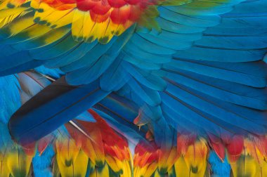 The colorful feathers of the macaw for use in the background.