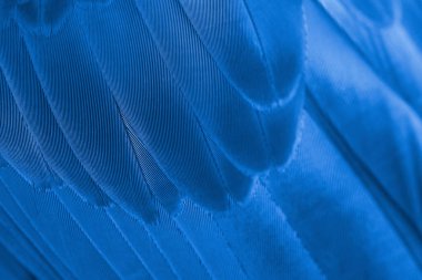 Closeup macaw feathers (Blue and gold macaw)