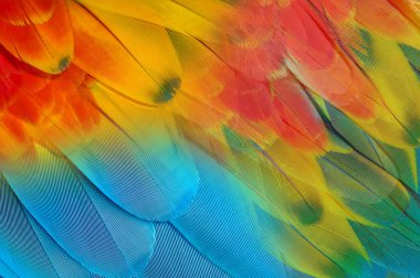 Closeup macaw feathers (scarlet macaw)